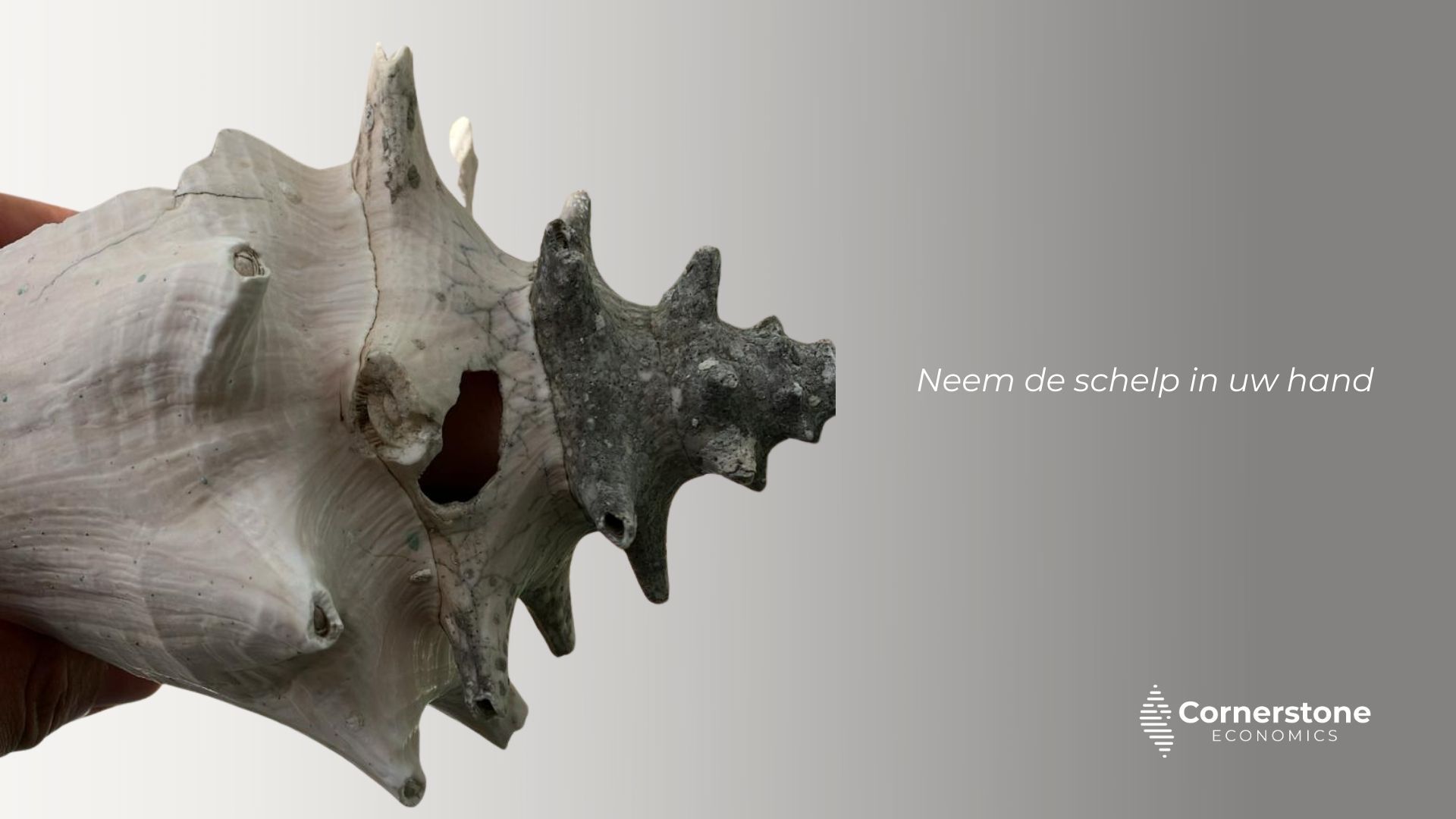 A queen conch with a hole punched through it, used on the table at Klimaattafel Bonaire