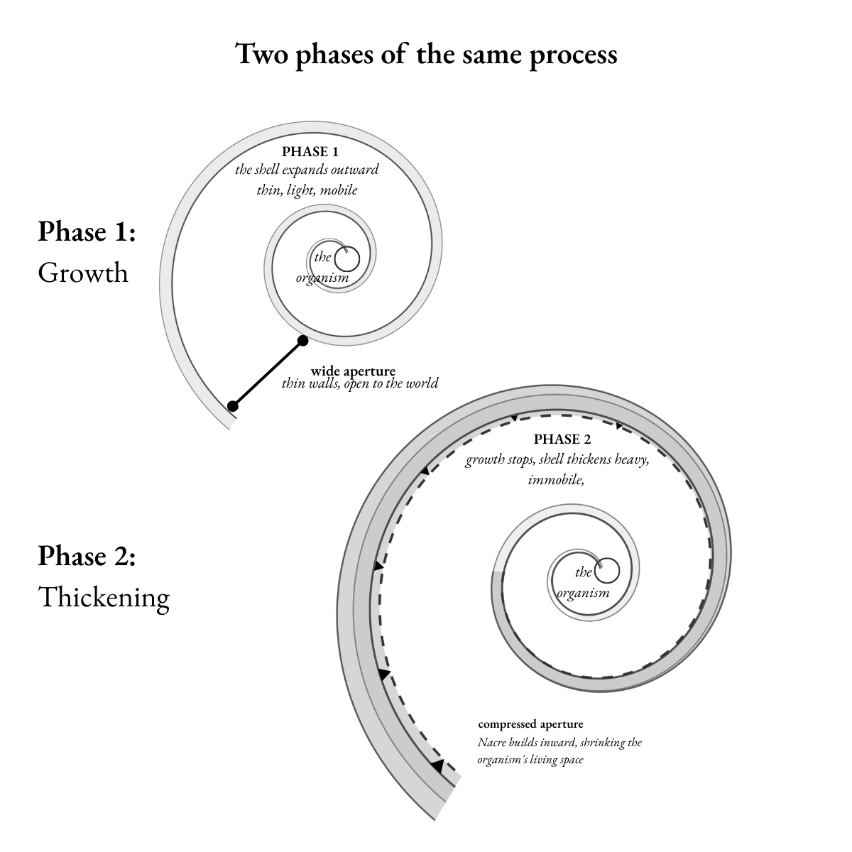 The two phases of the queen conch shell: spiral growth and inward thickening